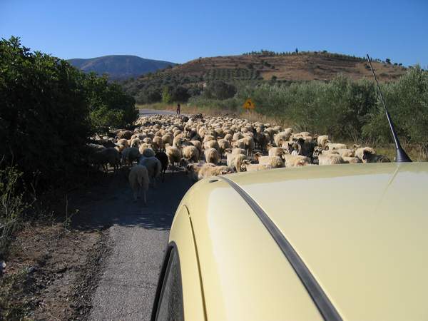 Schafe auf der Straße