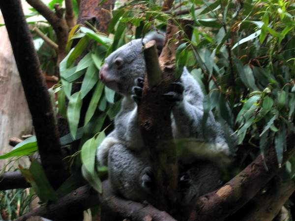 Noch ein Koala
