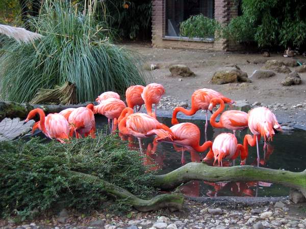 Rote Flamingos